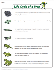 Life cycle of a frog - Fact sheet