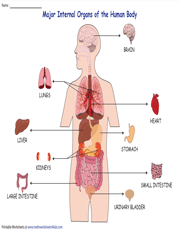 Organ Systems Of The Human Body Worksheets