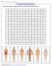 Human Body Systems | Word Search