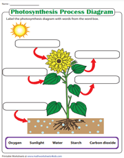 Label the Photosynthesis Diagram