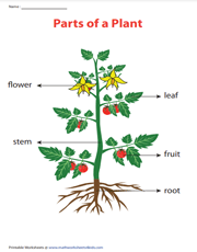 Parts of a plant chart